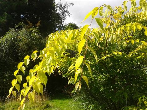 kiwi sunset zelkova|ZELKOVA SER KIWI SUNSET